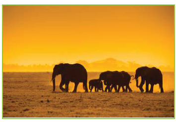 تحرص الفيلة البالغة على جعل الفيلة الصغيرة تسير بينها تحرص الفيلة البالغة على جعل الفيلة الصغيرة تسير بينها